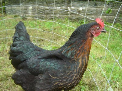 Look at my fabulous plumage