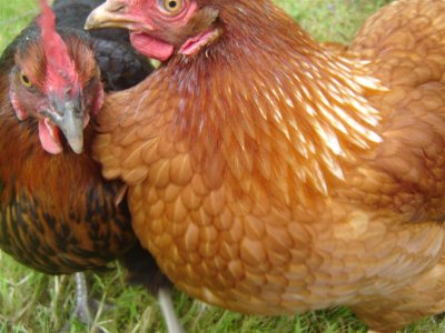 My fowl photography shows little promise!