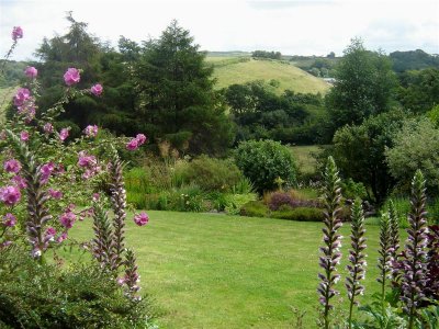 The most admired plant in the garden