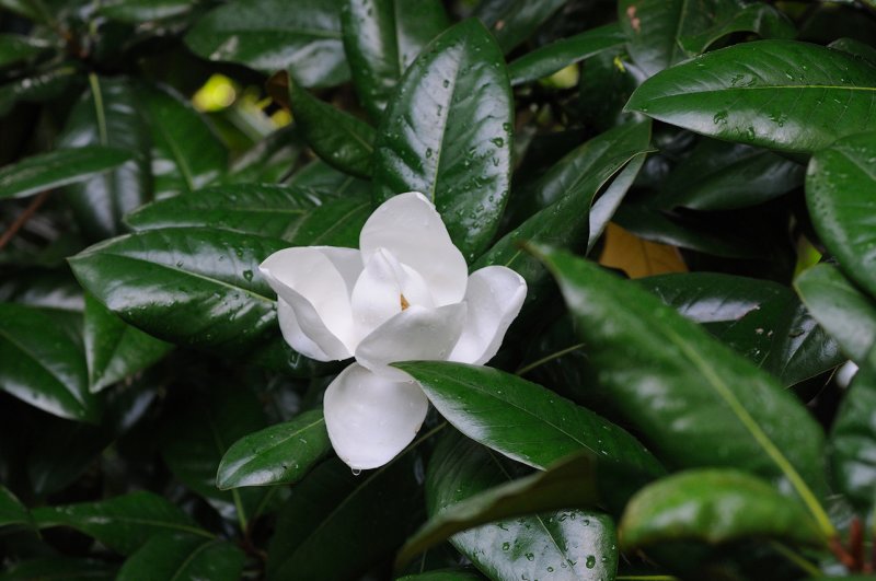 Magnolia Flower
