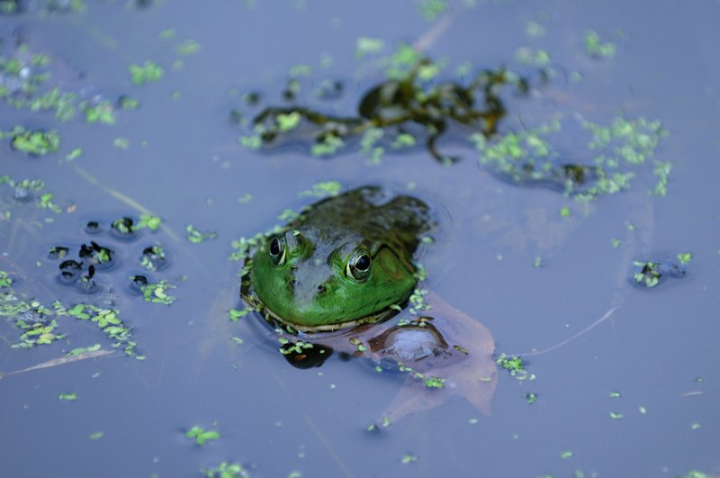 Bullfrog