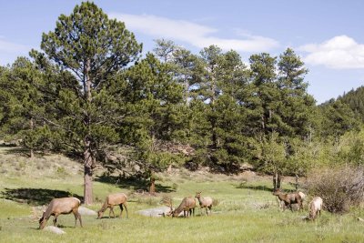 Grazing Elk - Rocky Mountain National Park