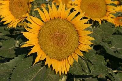 Sunflower