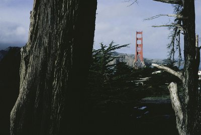 The bridge as a raccoon sees it