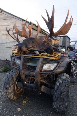 Moose, caribou