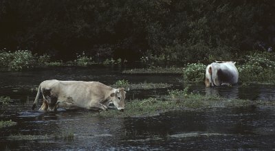 Cows in the Vrlika River