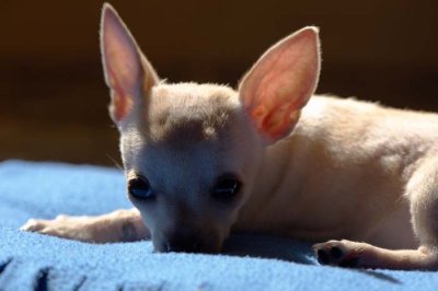 I'm a pretty Chihuahua :)