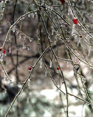 ice covered berry
