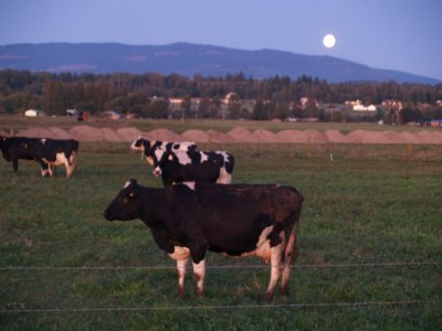Cows under the Moon