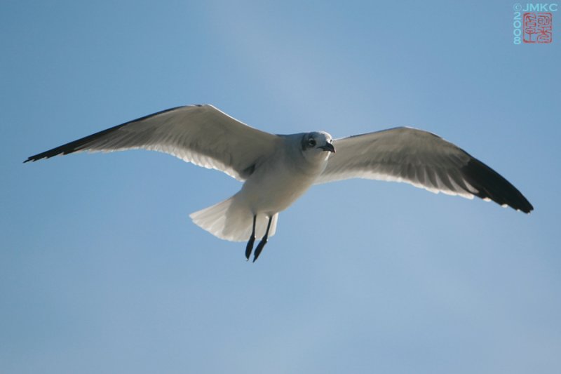 Seagull