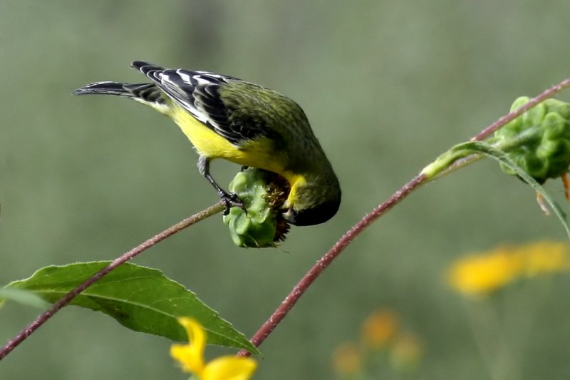 Lesser Goldfinch