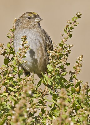 Golden-crowned Sparrow  (Zonotrichia atricapila)