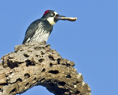 Female Acorn Woodpecker with a longitudinally split acorn