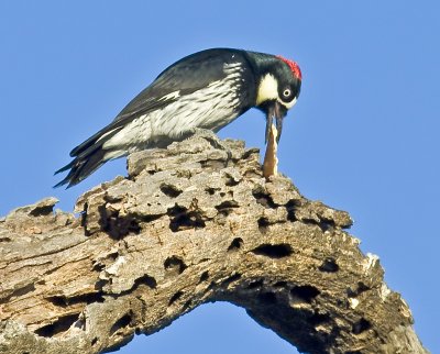 Female Acorn Woodpecker