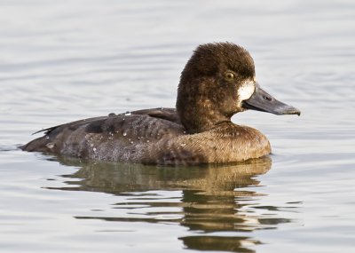 Lesser Scaup (Aythya affinis)