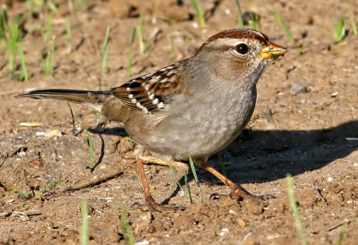  Immature White-crowned Sparrow<br>  (Zonotrichia leucophrys)
