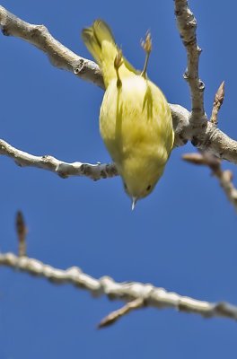 Yellow Warbler - NO FEAR - Bird Bungee Jumping