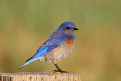 Western Bluebird