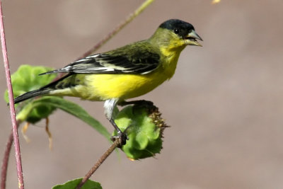 Lesser Goldfinch - Sunflower Seed Lovers