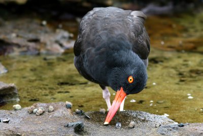Black Oystercatcher deftly removing a limpet from it's shell