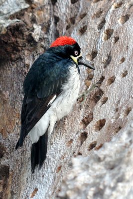 Acorn Woodpecker
