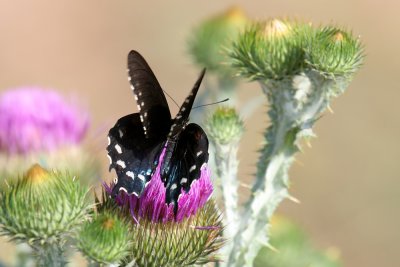 Pipeline Swallowtail (Battus philenor)