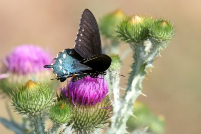 Pipeline Swallowtail (Battus philenor)