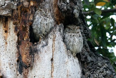 Two Sleepy Screech-Owls