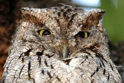 Two Sleepy Screech-Owls