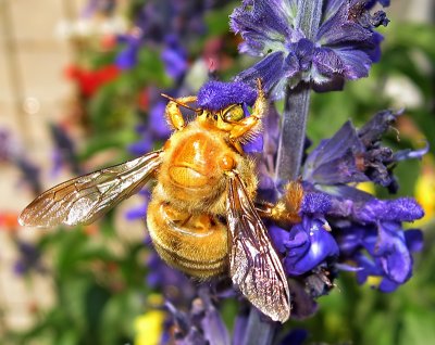 Male Valley Carpenter Bee  (Xylocopa varipuncta)