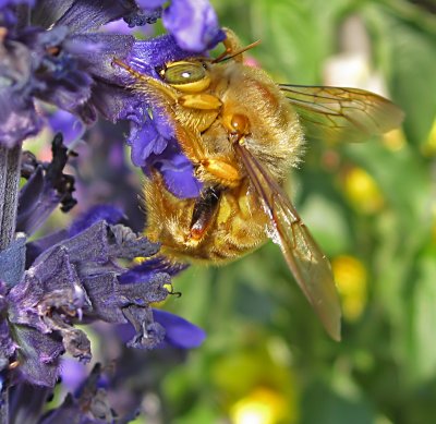 Male Valley Carpenter Bee (Xylocopa varipuncta)