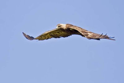 Golden Eagle (Aquila chrysaetos)