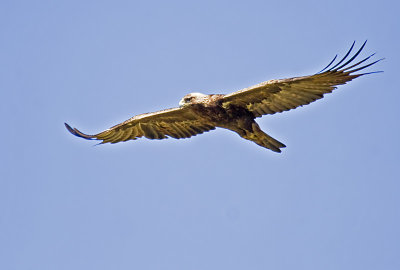 Golden Eagle (Aquila chrysaetos)