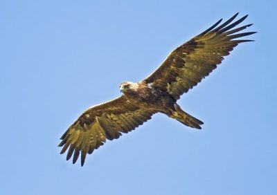 Golden Eagle <br>(Aquila chrysaetos)