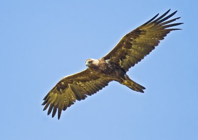 Golden Eagle (Aquila chrysaetos)