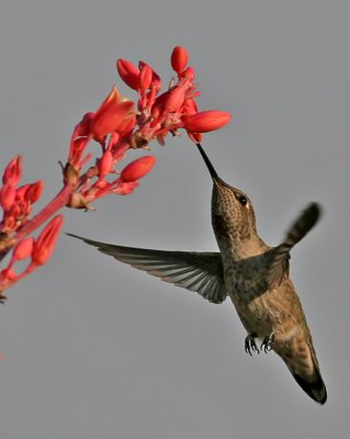 Hummingbird at a Red-tip Yucca flower