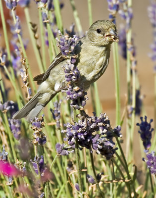 Female Lesser Goldfinch eating seeds of an English Lavender