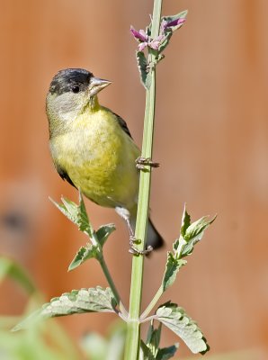 Male Lesser Goldfinch