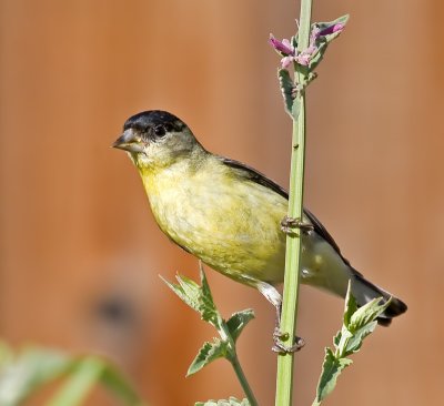 Male Lesser Goldfinch