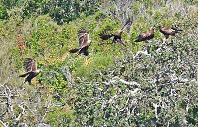 Golden Eagle joining it's mate