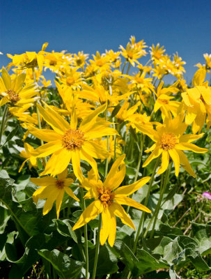 yellowflowerrs.jpg