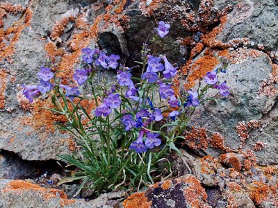 flowerrockmac.jpg