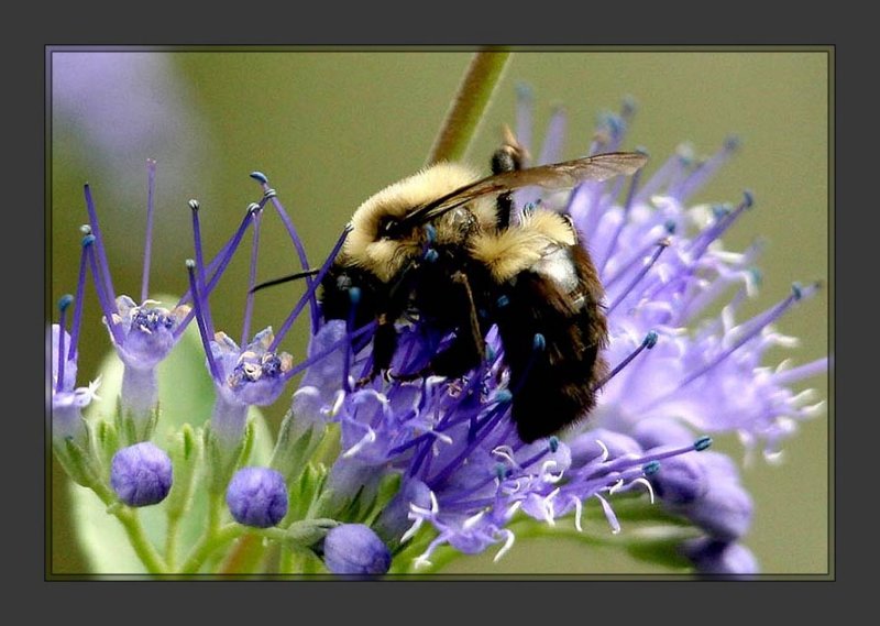 bumble bee2