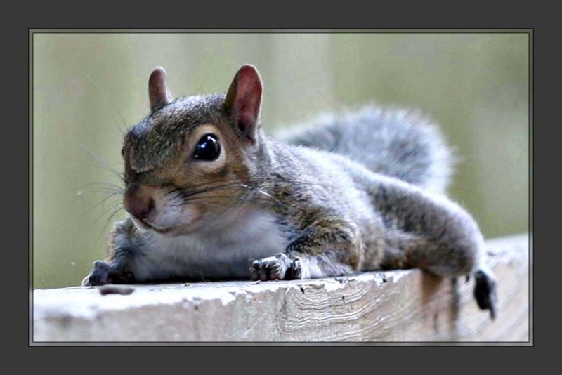 Squirrel001