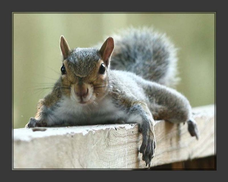 Squirrel002