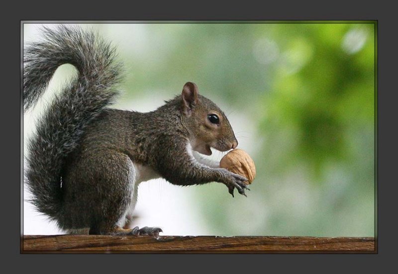 Squirrel003