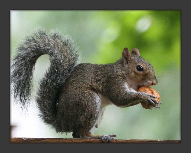 Squirrel004