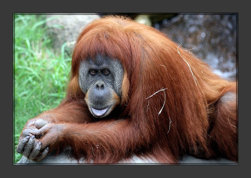Orangutan