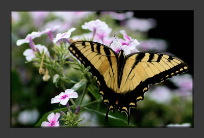 Another Tiger Swallowtail