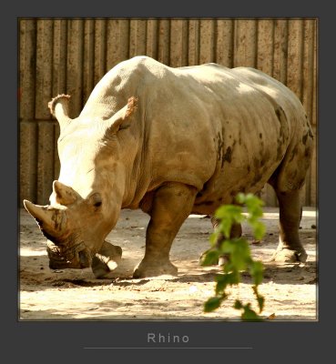 Rhino